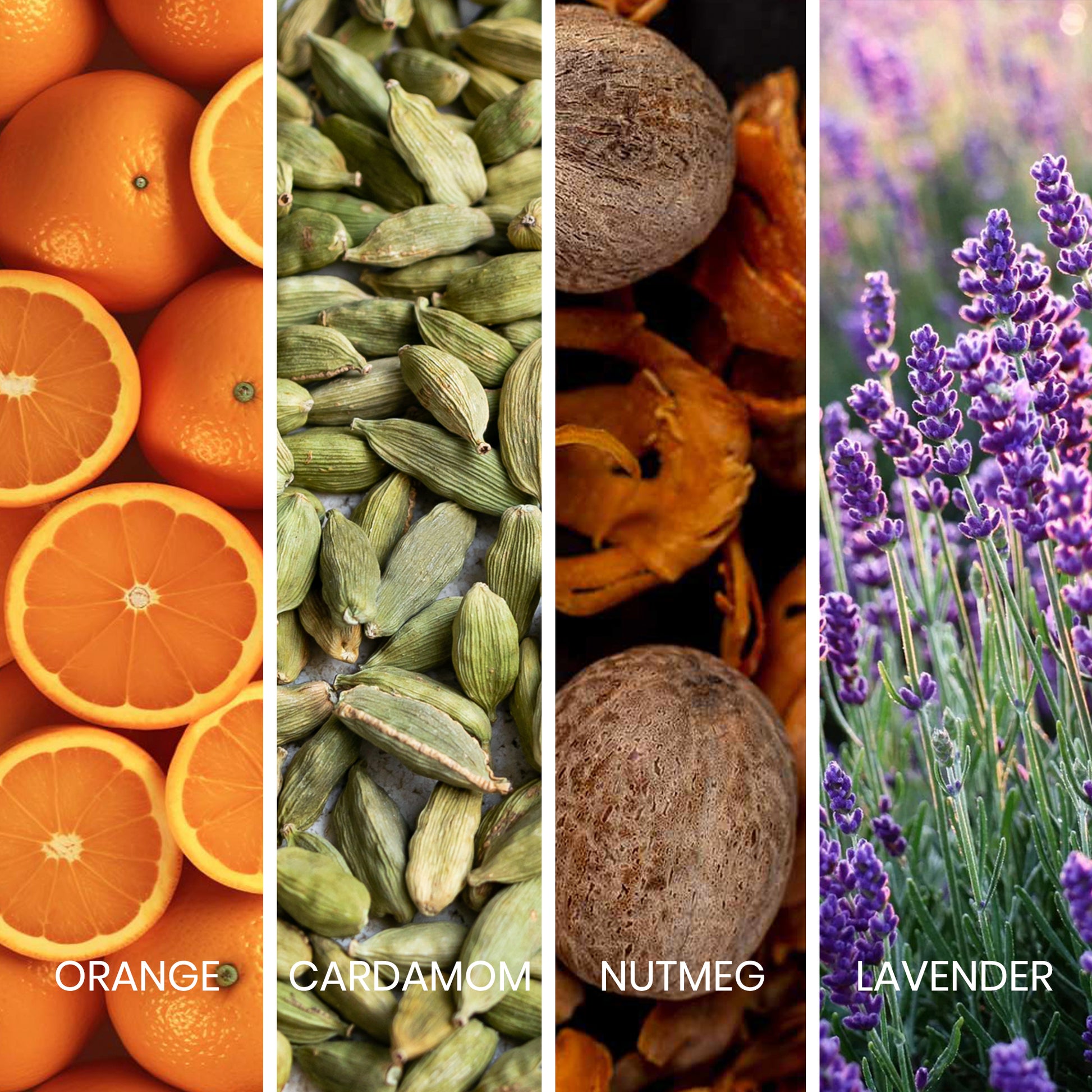 Sapil Bound pour Homme Eau de Toilette - 100 ML